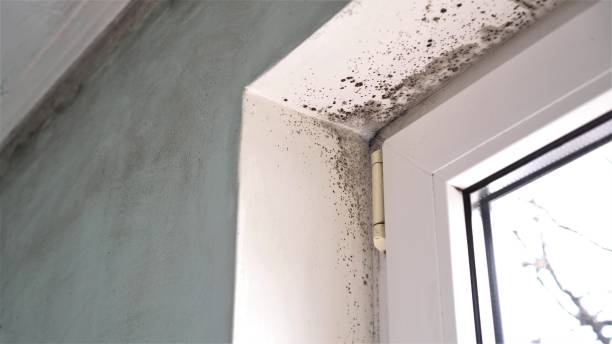 Best Fast Mold Removal  in Stanton, MI