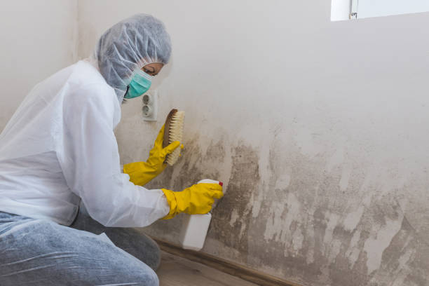 Best Mold Remediation  in Stanton, MI