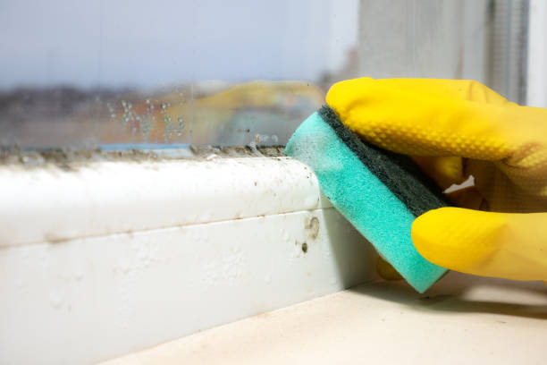 Best Mold Remediation  in Stanton, MI