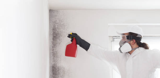 Best Mold Removal Specialists  in Stanton, MI