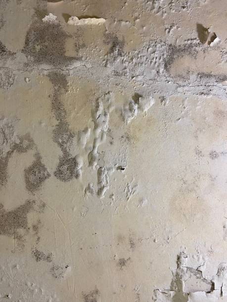 Best Toxic Mold Removal  in Stanton, MI