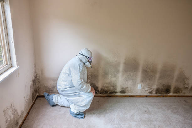 Best Mold Remediation  in Stanton, MI