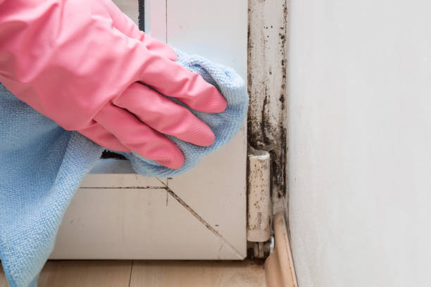 Best Black Mold Removal  in Stanton, MI
