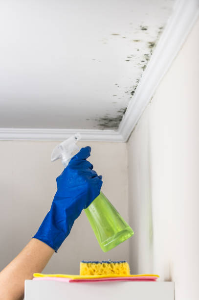 Best Best Mold Removal Companies  in Stanton, MI