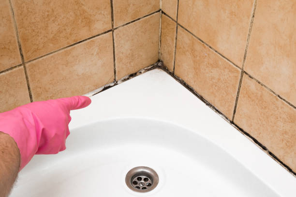 Professional Mold Removal in Stanton, MI